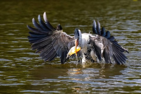 Cocoi heron catching a Pirhana in flight over river surface, spread wings, Pantanal Wetlands, Mato