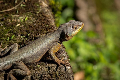 Close-up of a Brazilian Collared Lizard on a rock in sunshine, Iguazu Falls, Argentina, South