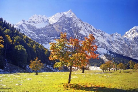 Maple tree in the large Ahornboden, Karwendel, Tyrol, Austria, Europe