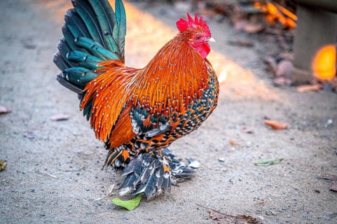 Colourful rooster (Gallus gallus domesticus) with impressive plumage on the ground, Eisenberg,