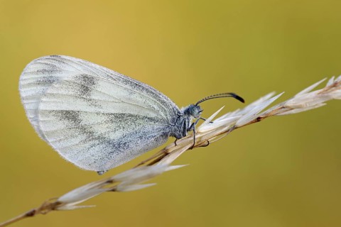 Mustard white butterfly, Leptidea sinapis