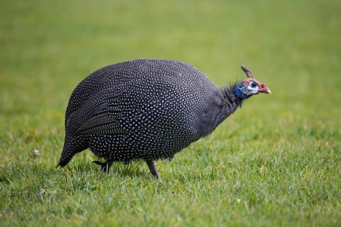 Helmeted guineafowl, Numida meleagris, sitting in a meadow, Namibia, Africa