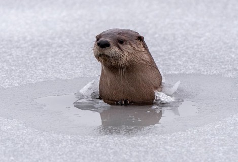 River Otters Saskatchewan Prince Albert National Park Close