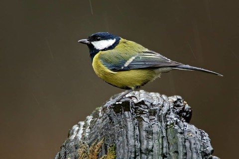 Great Tit in the rain