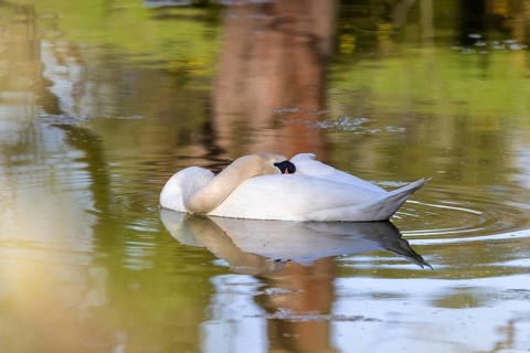 Wildlife Birds in Germany Swan
