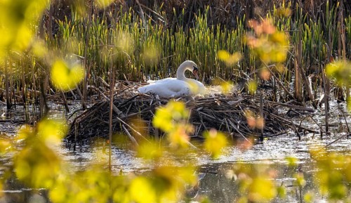 Wildlife Birds in Germany Swan