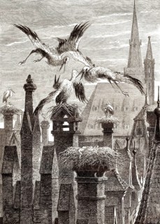 Storchennester in der Stadt Straßburg, Elsass, Frankreich, 19. Jahrhundert