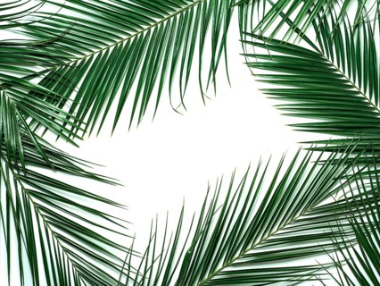 Palm leaves isolated on white background. Tropical leaves top view or flat lay. Tropical