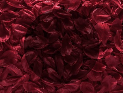 Background of red peony petals. Bright saturated red purple peony pattern background. Burgundy