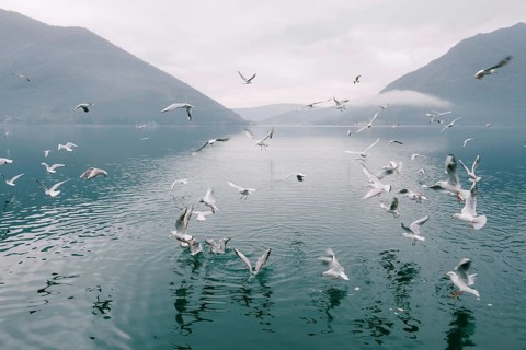 Flock of seagulls circling above the water.