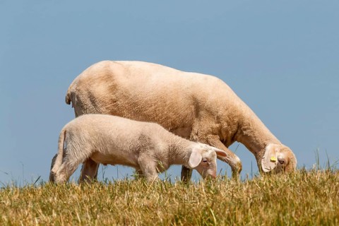 Ewe with lamb on the dyke, Lower Rhine, June, North Rhine-Westphalia, Germany, Europe