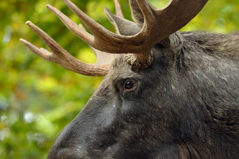 Eurasian elk, Alces alces