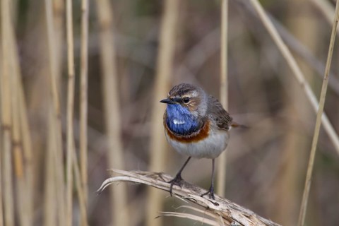 Bluethroat, Luscinia svecica, bluethroat