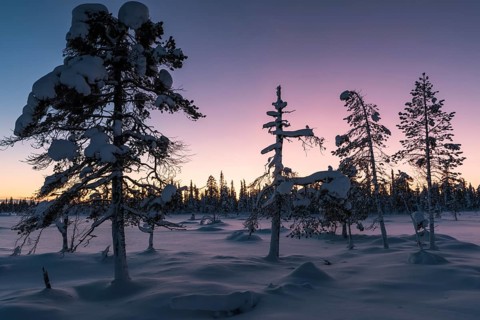 Winter landscape at dusk, Muddus National Park, Norrbotten, Lapland, Sweden, December 2015, Europe