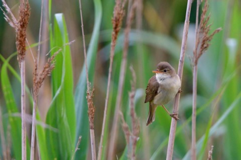 Eurasian reed warbler singing in the reeds. Eurasian reed warbler (Acrocephalus scirpaceus) singing