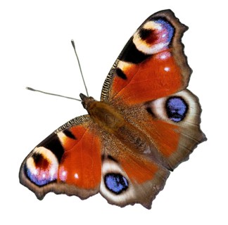 European peacock (Aglais io) cropped on a white background