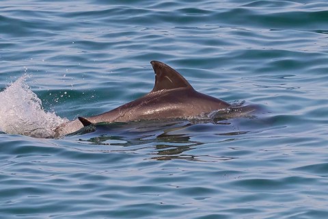 Bottlenose dolphin, (Tursiops truncatus), dolphin, dolphin, mammals, animals, Dhofar Governorate,