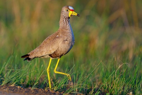 Senegal Lapwing, (Vanellus senegallus), Africa, South Africa, KwaZulu-Natal, Triele family,