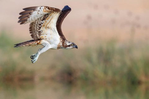 An osprey in search of food, (Pandiaon haliaetus), family of birds of prey, biotope, habitat,