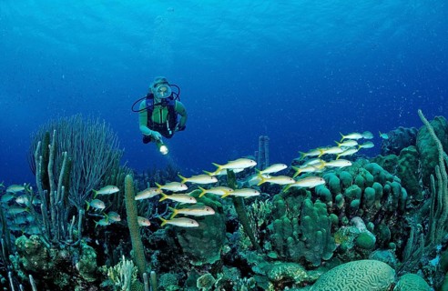 Diver and yellow mullet, Mulloidichthys martinicus, Netherlands Antilles, Bonaire, Caribbean,