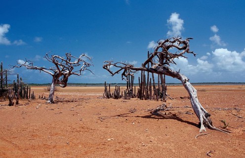 Dead tree and cacti, Netherlands Antilles, Bonaire