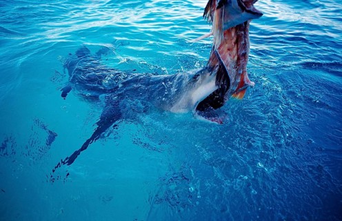 Biting Lemon Shark at the surface, Negaprion brevirostris, Bahamas, Atlantic Ocean, Central America