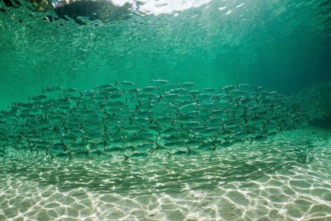 Shoal of yellow-striped herring mackerel in the lagoon of Ahe Island, Selaroides leptolepis,