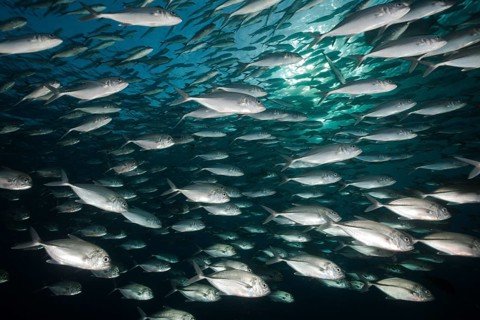 Shoal of bigeye jackfish, Caranx sexfasciatus, Tulamben, Bali, Indonesia, Asia