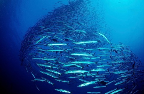 Darkfin Barracudas, Sphyräna qenie, Sudan, Africa, Red Sea, Africa