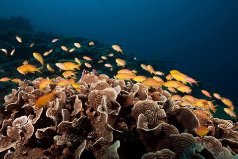 Green bannerfish on the reef, Pseudanthias huchtii, Florida Islands, Solomon Islands, Oceania