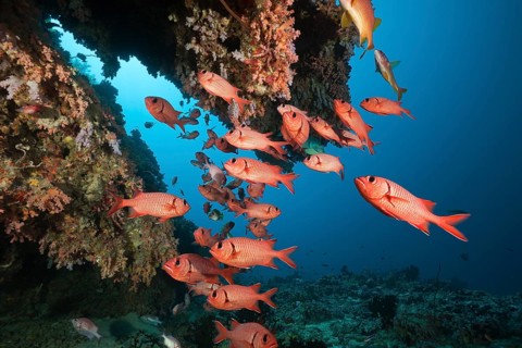 Soldierfish on the reef, Mypristis sp., Baa Atoll, Indian Ocean, Maldives, Asia