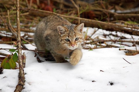 Wildcat (Felis silvestris), Young tomcat roaming the territory, Winter, Taunus, Hesse, Germany,