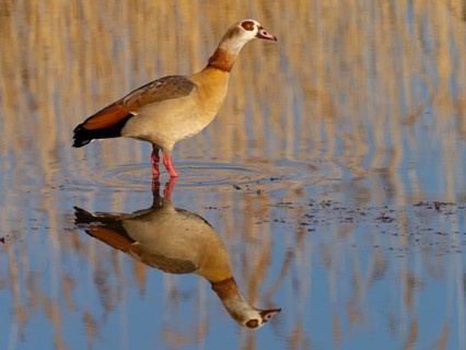 Egyptian goose, (Alopochen aegyptiacus), biotope, habitat, foraging, Wagbachniederung nature