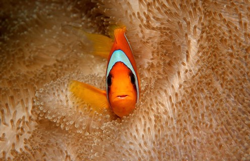 Red Sea Anemonefish, Amphiprion bicinctus, Djibouti, Djibouti, Africa, Afar Triangle, Gulf of Aden,