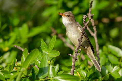 Olive warbler, (Hippolais olivetorum), animal, animals, bird, birds, biotope, habitat, perch,