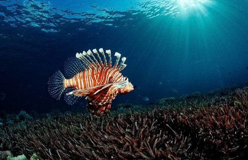 Common lionfish over seagrass, Pterois volitans, Indonesia, Wakatobi Dive Resort, Sulawesi, Indian