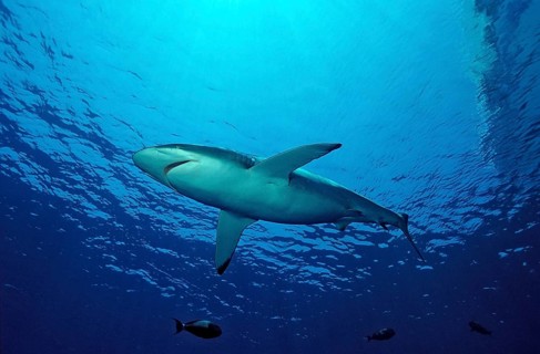 Silky shark, Carcharhinus falciformis, Egypt, Red Sea, Brother Islands, Africa