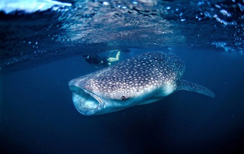 Whale shark and snorkeller, Rhincodon thypus, Djibouti, Djibouti, Africa, Afar Triangle, Gulf of