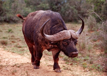 Cape buffalo, Syncerus caffer, South Africa, Addo Elephant National Park, Africa