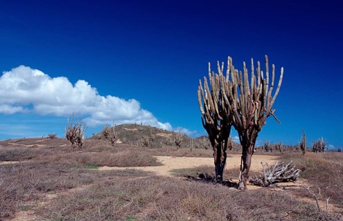 Cacti, Netherlands Antilles, Bonaire, Washington Slagbaai National Park, Playa Chikitu