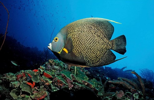French Angelfish, Pomacanthus paru, Martinique, Lesser Antilles, Caribbean, Caribbean Sea, North