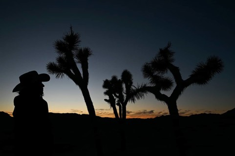 Sunset in Joshua Tree National Park, California, USA, North America