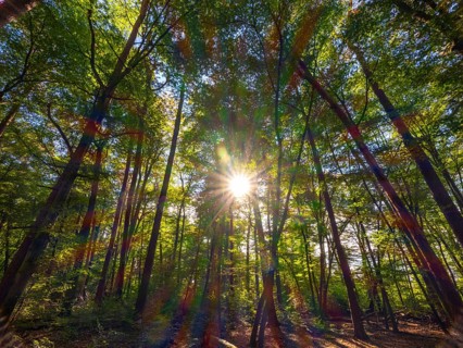 Forest with deciduous trees against the light, the sunlight refracts in spectral colours, Offenbach