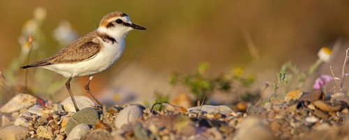 Animals, birds, plover, Kentish plover, (Charadrius alexandrinus), biotope, habitat, foraging,