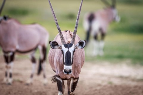 Gemsbok starring at the camera in the Kgalagadi Transfrontier Park, South Africa, Africa