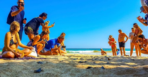 Many small baby turtles crawl out of the sand nest to the sea in Mirissa Beach Matara District