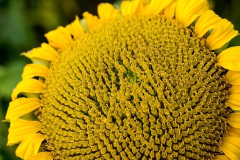 Common sunflower (Helianthus annuus), field in October as cover crop or catch crop, rural landscape