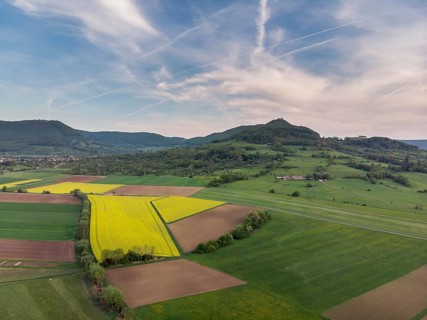 Fields in summer