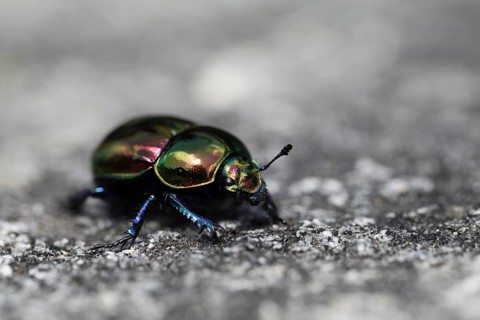 Side view of a dung beetle on a grey stone with iridescent rainbow-coloured wing covers