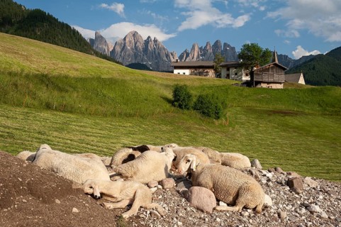 20.06.2019, St. Magdalena, Villnöss, Trentino, South Tyrol, Italy, Europe, Flock of sheep in the